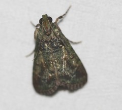 Orthaga atribasalis