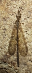 Peruveleon dorsalis