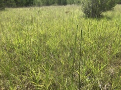 Liatris spicata spicata