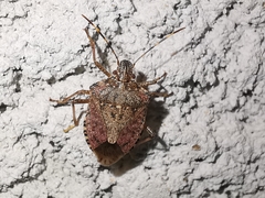 Halyomorpha halys