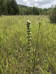 Liatris spicata spicata
