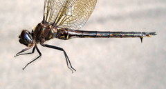 Somatochlora williamsoni