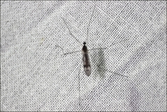 Antocha australiensis