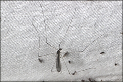 Antocha australiensis