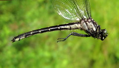 Hylogomphus adelphus