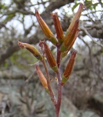 Adromischus filicaulis