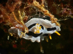 Chromodoris alcalai