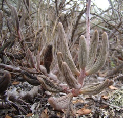 Adromischus filicaulis