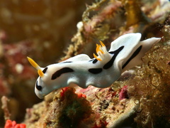 Chromodoris alcalai