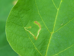 Amauromyza pleuralis