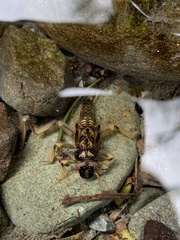 Hesperoperla pacifica