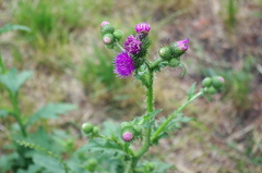 Carduus crispus