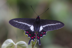 Parides proneus