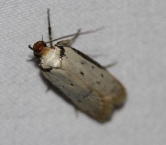 Philobota thiocrossa