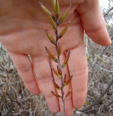Adromischus filicaulis