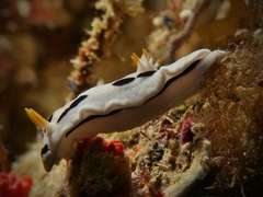 Chromodoris alcalai