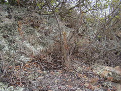 Adromischus filicaulis