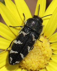 Acmaeodera obtusa