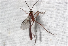Dicamptus fuscicornis