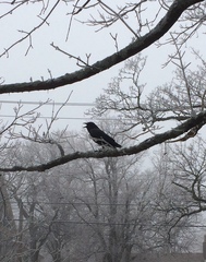 Corvus brachyrhynchos