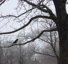 Corvus brachyrhynchos