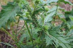 Carduus crispus
