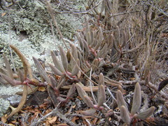 Adromischus filicaulis