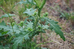 Carduus crispus