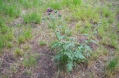 Carduus crispus