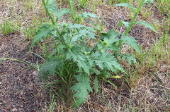 Carduus crispus