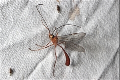 Dicamptus fuscicornis
