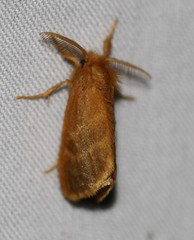 Euproctis lucifuga