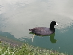 Fulica americana
