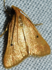 Maradana fuscolimbalis