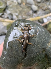 Hesperoperla pacifica