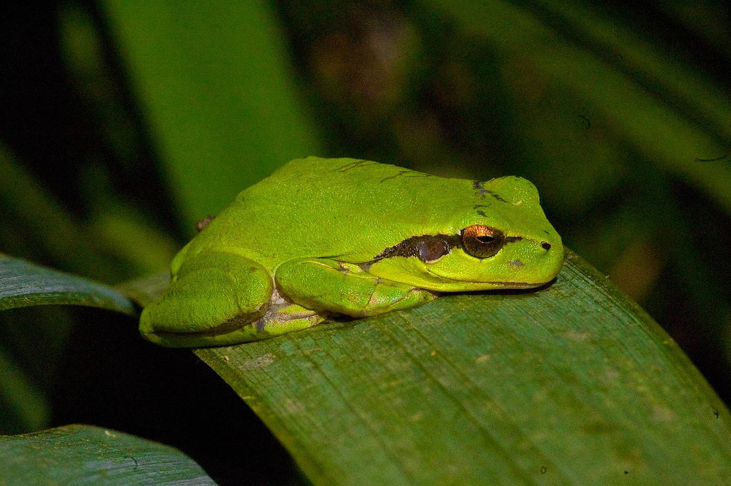 Arboreal Treefrog