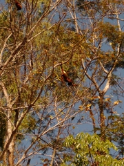 Alouatta seniculus puruensis