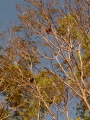 Alouatta seniculus puruensis