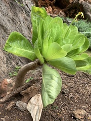 Brighamia insignis