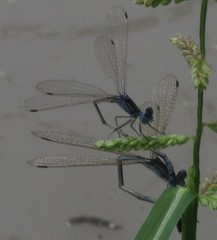 Lestes pallidus