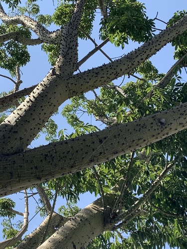 photo of Kapok Tree (Ceiba pentandra)