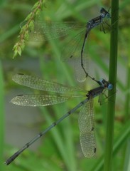 Lestes pallidus