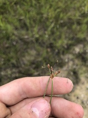 Fimbristylis puberula