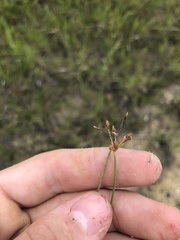 Fimbristylis puberula