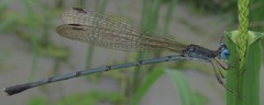 Lestes pallidus