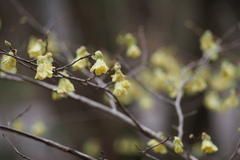Corylopsis pauciflora
