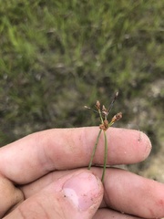 Fimbristylis puberula