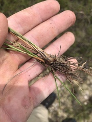 Fimbristylis puberula