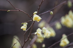 Corylopsis pauciflora