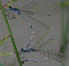 Lestes pallidus